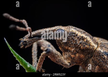 Weevil on wild plants, North China Stock Photo