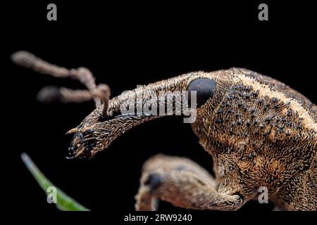 Weevil on wild plants, North China Stock Photo