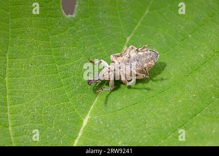 Weevil on wild plants, North China Stock Photo