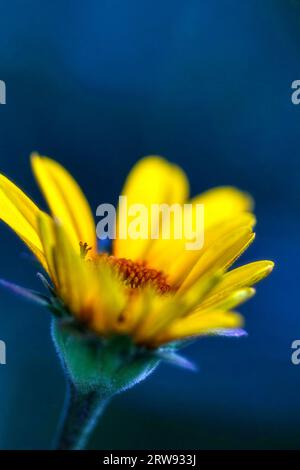 In the heart of a sun-drenched meadow, a singular yellow flower caught the eye. It swayed gently in the summer breeze. Stock Photo