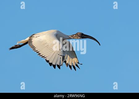 An African sacred Ibis (Threskiornis aethiopicus) in flight with open wings, South Africa Stock Photo