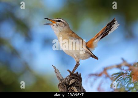 A Kalahari scrub robin (Cercotrichas paena) perched on a branch, South Africa Stock Photo