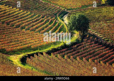 Rural road among colorful autumnal vineyards grow on the hill in Piedmont, Italy. Stock Photo