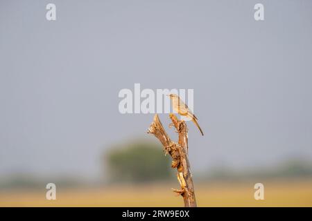 paddyfield pipit or Oriental pipit or Anthus rufulus bird closeup or portrait perched on branch in sanctuary forest of india asia Stock Photo