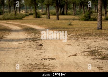 Spiny tailed lizard or Uromastyx coming out from burrow on a safari track or road in tal chhapar sanctuary churu rajasthan india asia Stock Photo