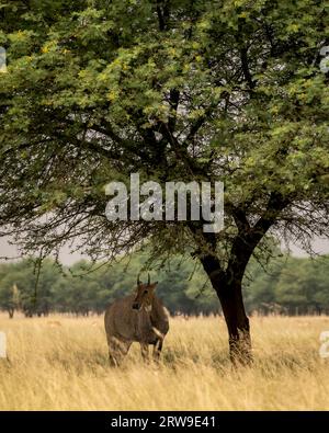 wild big male nilgai or blue bull or Boselaph…
