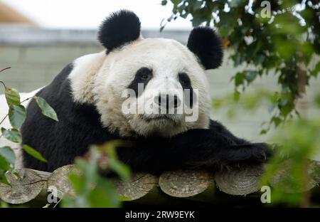 File photo dated 22/09/2014 of Edinburgh Zoo's giant panda Tian Tian. Animals living north or south of their natural habitat may not have optimal welfare if their body clocks are out of sync. University of Stirling researchers who studied the vulnerable animals at six zoos over the course of 12 months said that much like how humans in Scotland experience SAD in the darker colder months, pandas may struggle to fully adapt to environments which they have not evolved for. All animals have a circadian rhythm regulated by cues from their natural environment, including temperature, light cycles, and Stock Photo