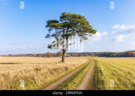 Single pine tree by a dirt road in the countryside Stock Photo