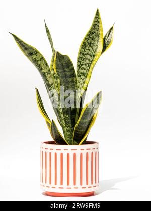 Indoor plant in a flower pot, isolated on a white background. Snake plant. Saint George's sword, mother-in-law's tongue, viper's bowstring hemp. Draca Stock Photo