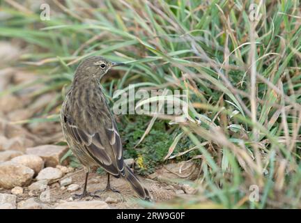 Rock Pipit - Anthus petrosus - adult bird standing on a rock in ...