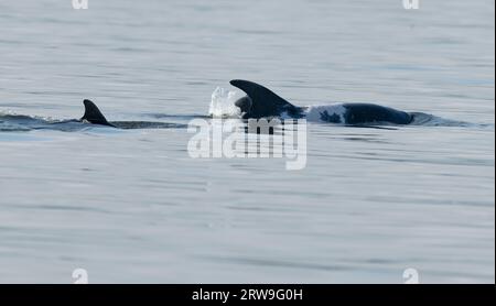 'Spritle' a famous wild Bottlenose dolphin (Tursiops truncatus) with her calf at Chanonry Point, Scotland Stock Photo