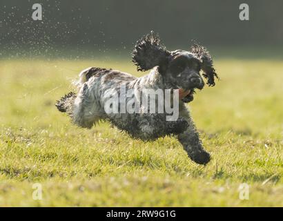 English Cocker Spaniel having fun off the lead , Warwickshire Stock Photo