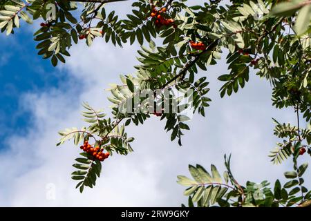 Stunning close-up of red ripe rowan berries among green leaves. Vibrant red berries against the backdrop of the leaves. Natural light, highlighting th Stock Photo