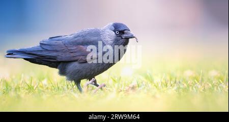 Jackdaw Corvus monedula walks through the grass looking for food, the best photo. Stock Photo