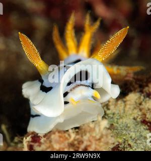 Extreme close-up of head of nudibranch (Chromodoris dianae) crawls through coral reef towards viewer lifts mantle shows mouth and tactile organs for Stock Photo