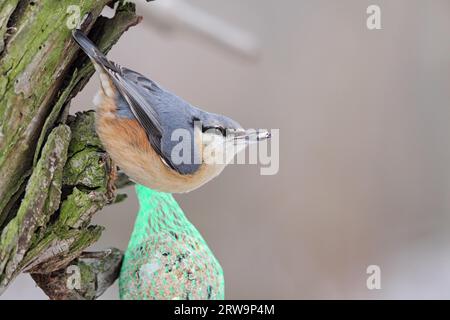 Eurasian nuthatch (Sitta europaea) eating a titmouse dumpling Stock Photo