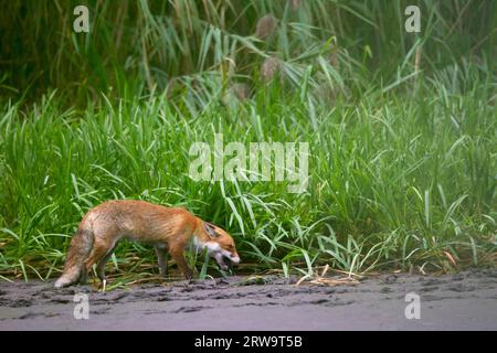 Red Fox (Vulpes vulpes), in the wild, foxes rarely survive past 5 years of age (Photo Red Fox with water vole), Arvicola species Stock Photo