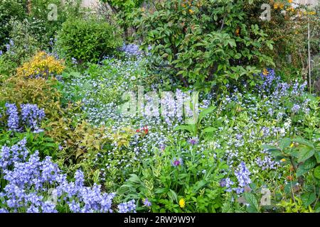 bluebells and forget me nots flowering in the spring garden Stock Photo