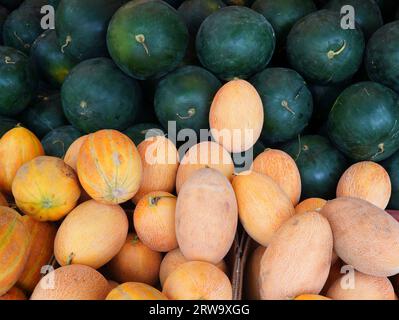 Pile of ripe and fresh yellow melons and green watermelons at agricultural market Stock Photo