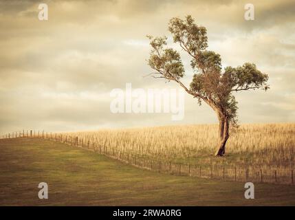 A tree stands by itself on a stormy day near Gundagai, New South Wales, Australia Stock Photo