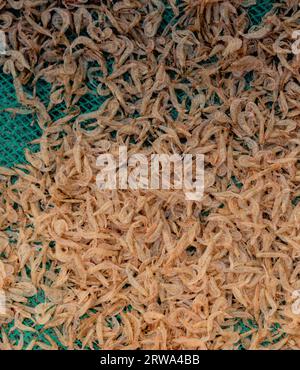 Plenty of dry shrimp background market for sell. Close-up pile texture detail bright light pink pale tone Stock Photo