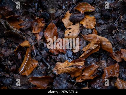 Beech tree leaves on the muddy ground in autumn, Worcestershire, England. Stock Photo