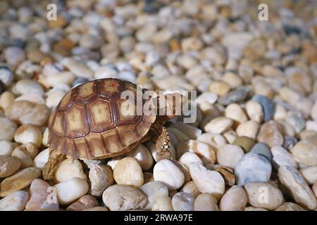 Baby Sulcata Tortoise Walking on the Pebbles in Afternoon Sunlight Stock Photo