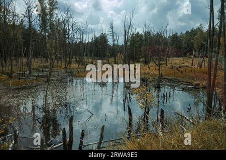 Primeval swamp in the Königsbrücker Heide nature reserve, former Soviet Army training area, Königsbrück, West Lusatia, Saxony, Germany. Stock Photo