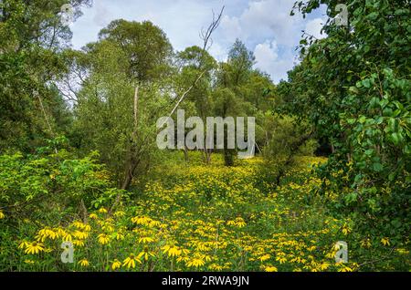 Picturesque landscape and vegetation in the Königsbrücker Heide nature reserve, Königsbrück, West Lusatia, Saxony, Germany. Stock Photo