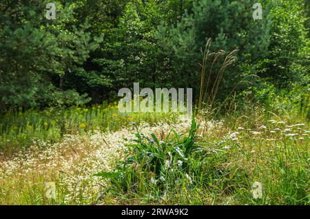 Picturesque landscape and vegetation in the Königsbrücker Heide nature reserve, Königsbrück, West Lusatia, Saxony, Germany. Stock Photo