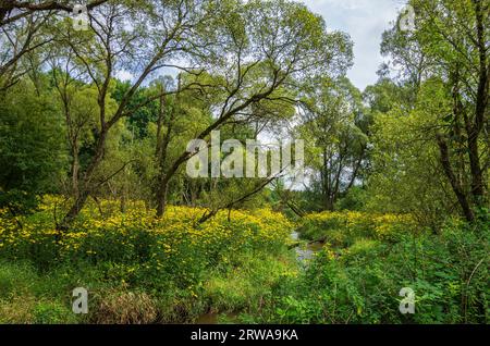 Picturesque landscape and vegetation in the Königsbrücker Heide nature reserve, Königsbrück, West Lusatia, Saxony, Germany. Stock Photo