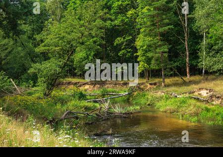 The Pulsnitz rivulet in the picturesque landscape of the Königsbrücker Heide nature reserve, Königsbrück, West Lusatia, Saxony, Germany. Stock Photo