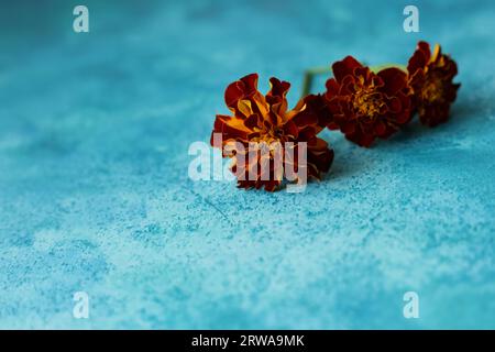 french marigolds on a blue watercolor background Stock Photo