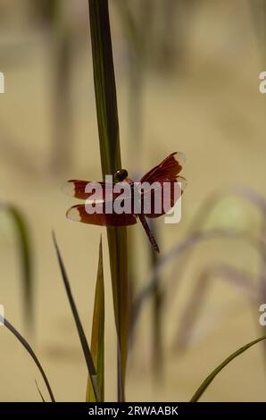 A dragonfly rests on a rice plant.  The wings are a red pastel colour against a bokeh blurred pastel yellow background. Stock Photo