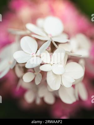 Close up of pink and white flowers on a blooming hydrangea plant. Stock Photo