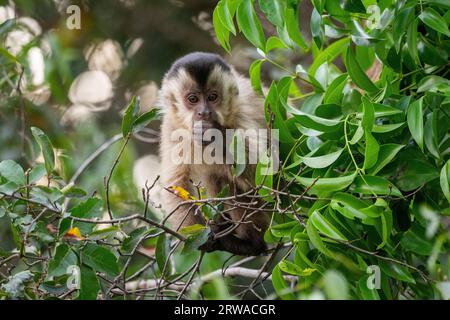 Macaco prego hi-res stock photography and images - Page 3 - Alamy