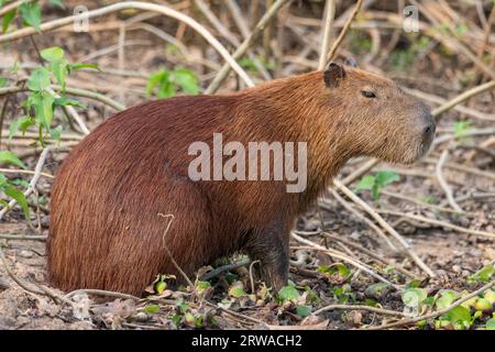 View to capybara by Pixaim River, Pantanal of Poconé Stock Photo