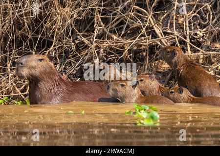 View to gorup of capybaras by Pixaim River, Pantanal of Poconé Stock Photo