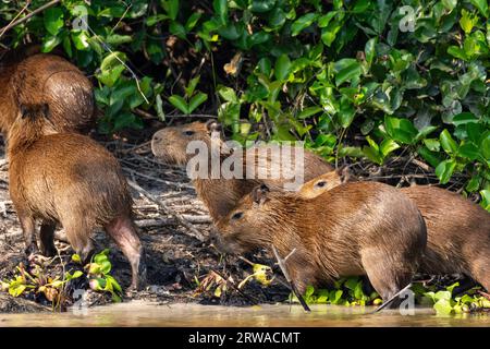 View to gorup of capybaras by Pixaim River, Pantanal of Poconé Stock Photo