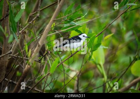 Beautiful view to Black-backed Water-Tyrant (Fluvicola albiventer) Stock Photo