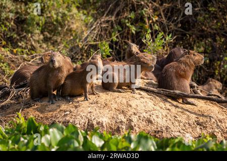 View to gorup of capybaras by Pixaim River, Pantanal of Poconé Stock Photo