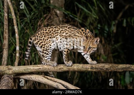 Ocelot (Leopardus pardalis) on tree branch at night in the Pantanal Stock Photo