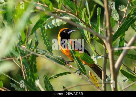 Beautiful view to Orange-backed Troupial (Icterus croconotus) Stock Photo