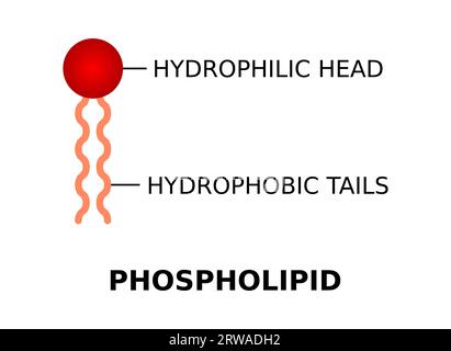 Phospholipid with hydrophilic head and hydrophobic tails. Phospholipid molecule structure. Cell membrane component. They form lipid bilayers. Vector Stock Vector