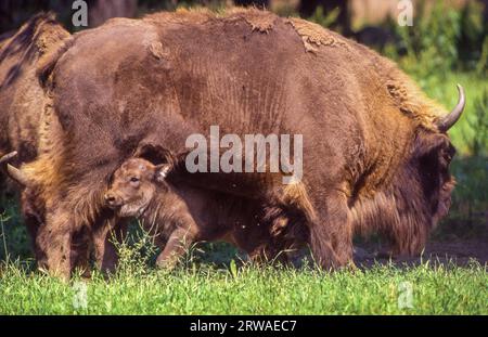 Poland - European bison  (Bos bonasus), also known as the wisent live in parts of the Białowieża Forest. Stock Photo