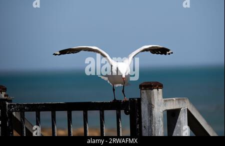 A White Seagull standing on a beachside fence is ready to launch into flight with its wings spread to capture the wind. Stock Photo
