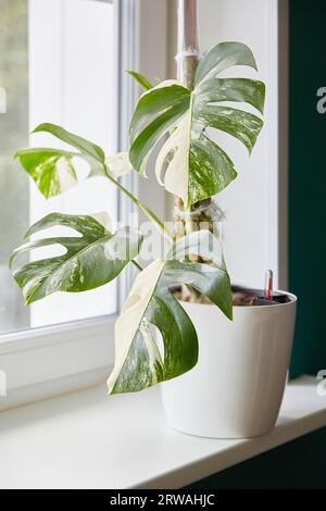 A flower in a pot of a beautiful white monstera deliciosa var. borsigiana alba is a variety of variegata alba houseplant with leaves with a beautiful Stock Photo