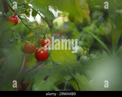 A view through plant foliage of 'Gardener's Delight' cherry tomatoes growing and ripening on the vine in a British greenhouse in summer Stock Photo