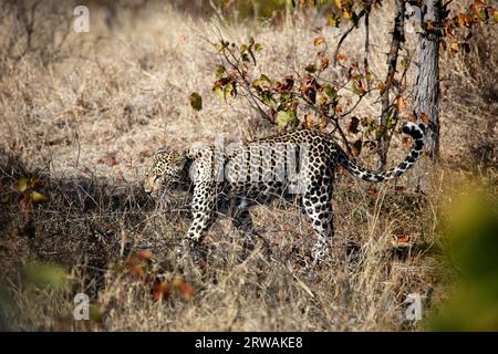 Leopard walking in bush, Kruger National Park, South Africa Stock Photo