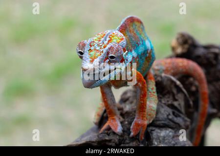 Panther chameleon walking along a branch, Indonesia Stock Photo